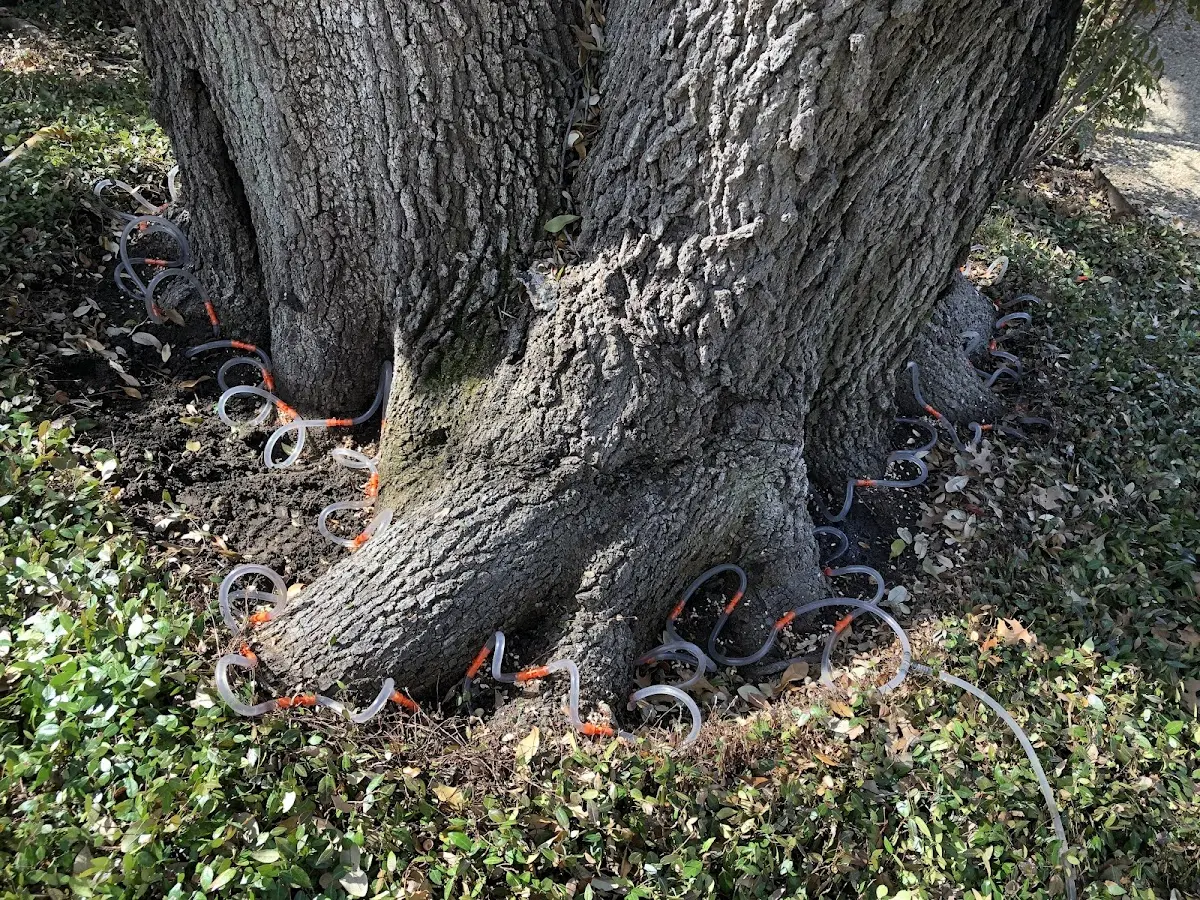 Detailed Tree Cabling and Bracing job site in Sidney